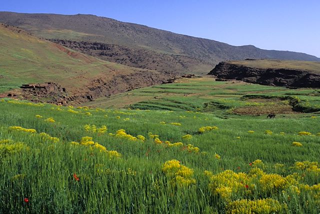 Randonnée avec mulet Maroc Atlas