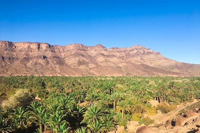 Palmeraie - Timidarte - Vallée du Draa - Maroc