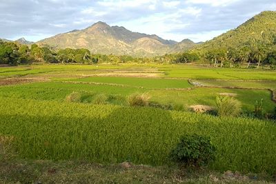 Rizière d'Ambody Madiro - Vohémar - Nord-Est de Madagascar