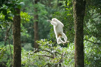 Lémurien Silky Sifaka - Parc national de Marojejy - Madagascar