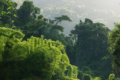 Parc national de Marojejy - Madagascar