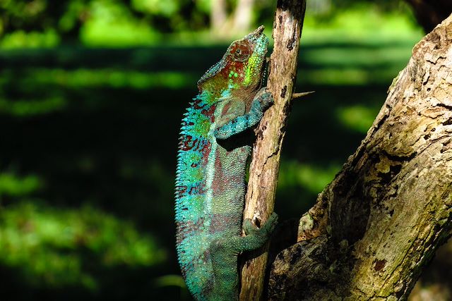 Découverte Madagascar Nord Malgache  et nosy bé