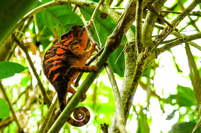 Multi-activités Madagascar Nord Malgache  et nosy bé
