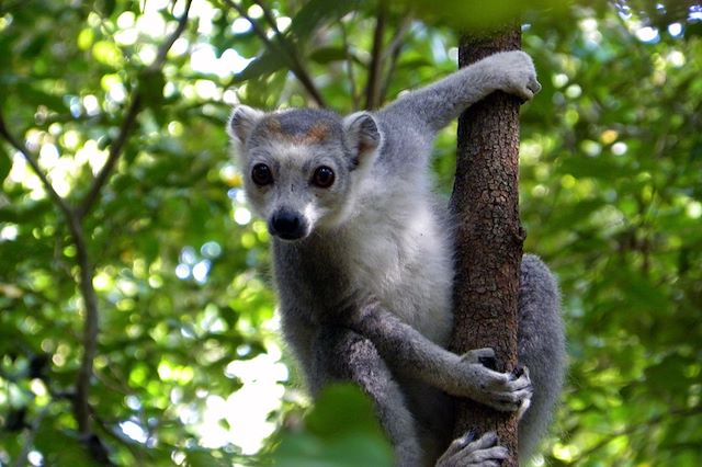 Multi-activités Madagascar Nord Malgache  et nosy bé