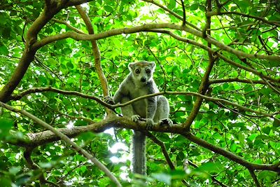 Nord Madagascar