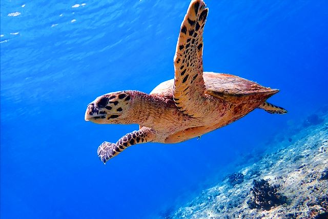 Baignade - Snorkeling Maldives