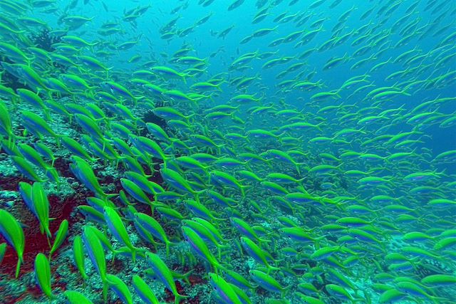 Baignade - Snorkeling Maldives