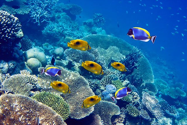 Baignade - Snorkeling Maldives