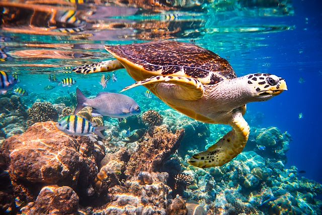 Baignade - Snorkeling Maldives