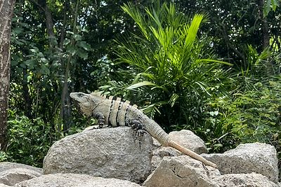Iguane - Ek Balam - Yucatan - Mexique