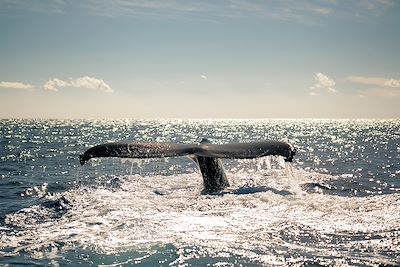 Baleine à bosse