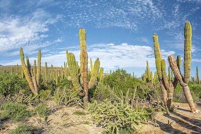 Mexique insolite, d'une péninsule à l'autre 