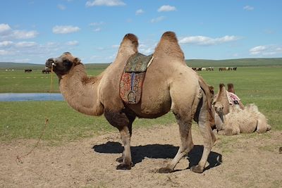 Chameau de Bactriane - Mongolie
