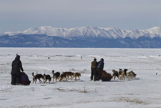Traîneau à chiens Mongolie