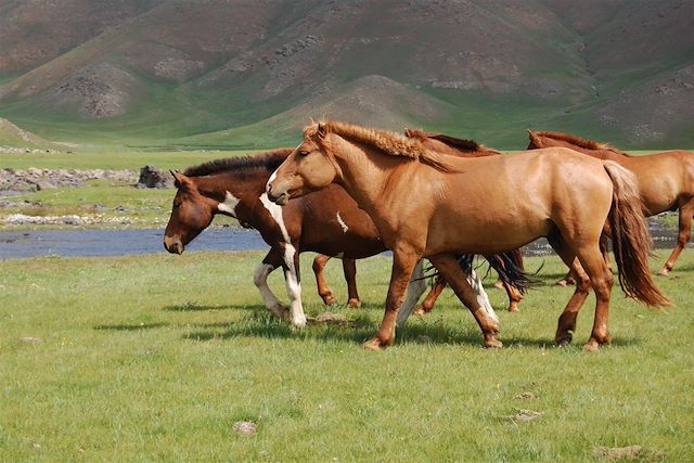 Randonnée Mongolie