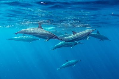 Dauphins - Ile Maurice
