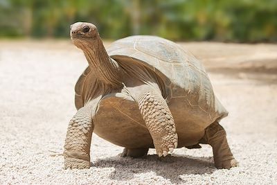 Tortue géante - Ile Rodrigues - Iles Maurice