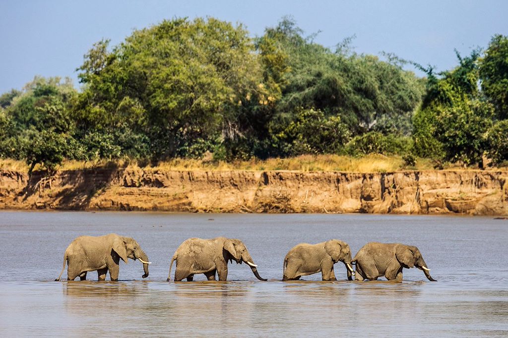 Safari
