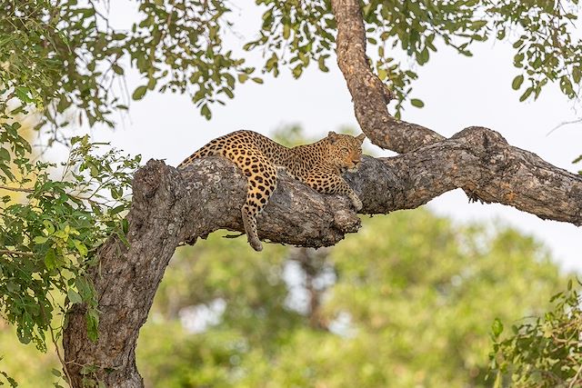 Safari Malawi