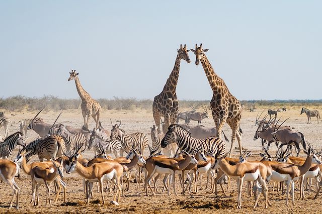 Safari Namibie
