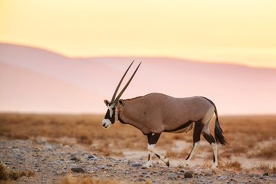 Oryx dans le désert du Namib - Namibie