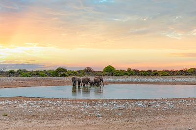 Un troupeau d'éléphant boit de l'eau au Parc d'Etosha en Namibie