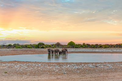 Un troupeau d'éléphant boit de l'eau au Parc d'Etosha en Namibie