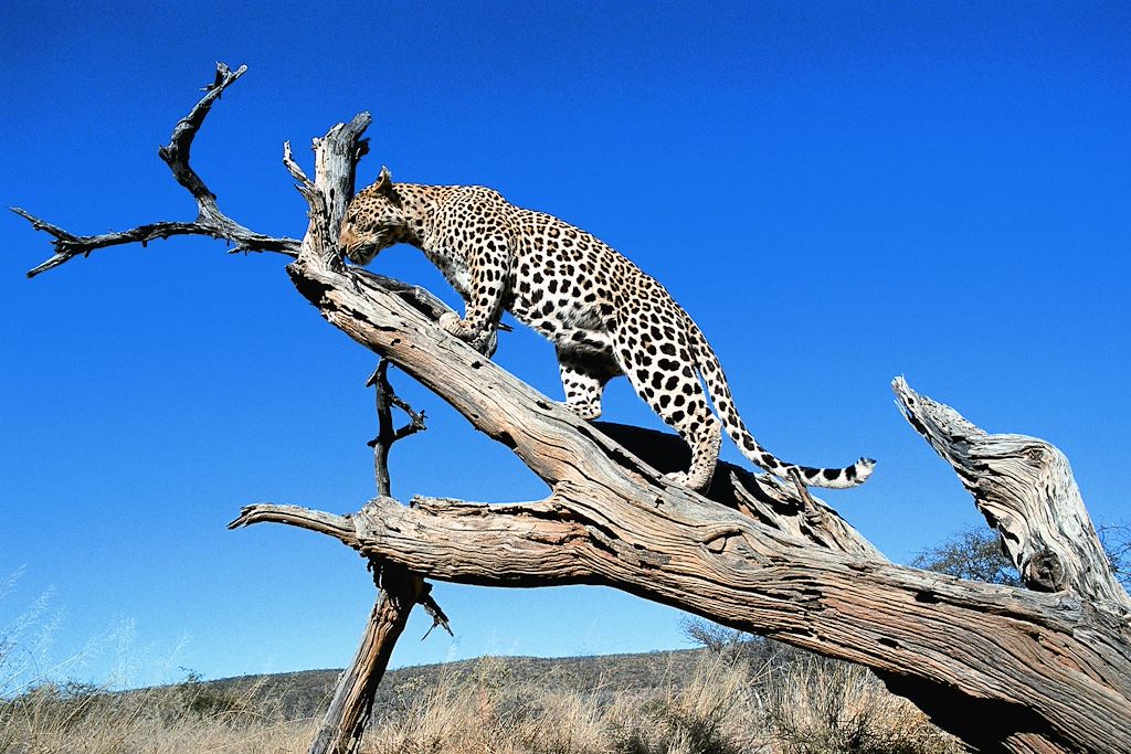 Safari