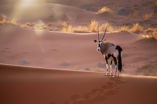 Découverte Namibie Désert du Namib