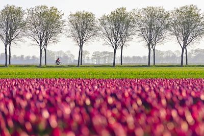 Cycliste devant un champ de tulipes - Pays-Bas