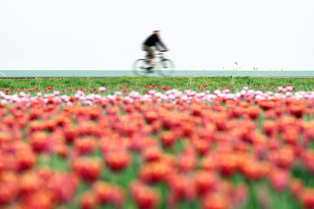 Vélo Pays-Bas