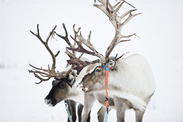 Aurores boréales Norvège Laponie finlandaise