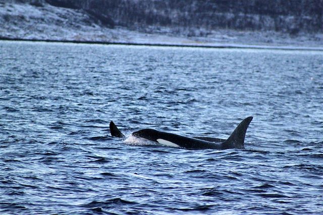 Aurores boréales Norvège Laponie norvégienne