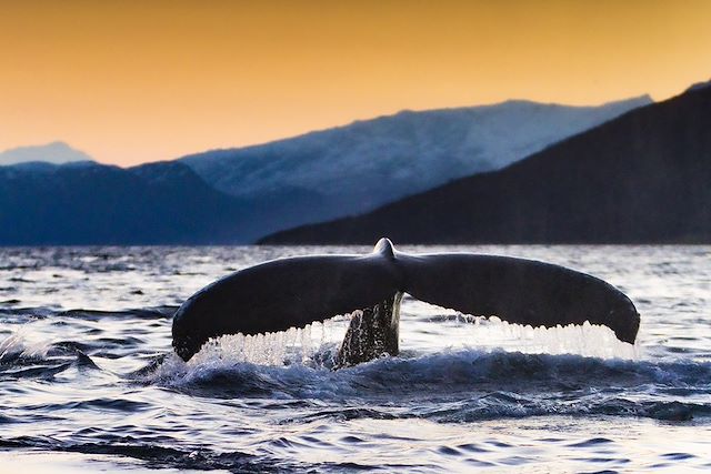 Observation animalière Norvège