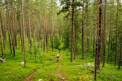 Gravel en forêt - Norvège