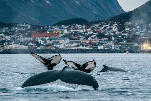 Observation animalière Norvège Laponie norvégienne