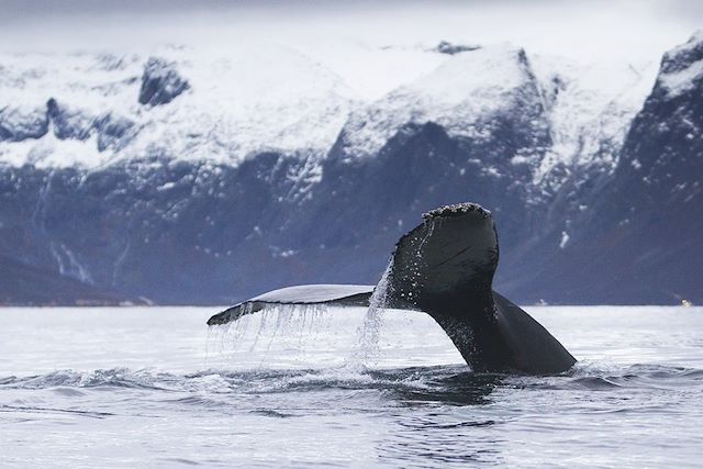 Observation animalière Norvège Laponie norvégienne