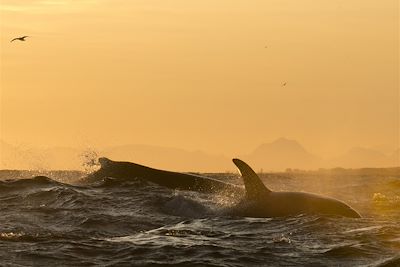 Voyage Iles Lofoten