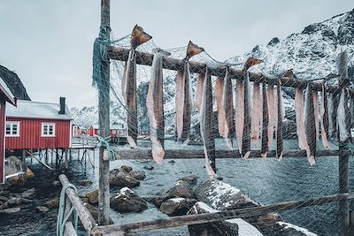 Morue séchée dans un village de pêcheur - Îles Lofoten - Norvège