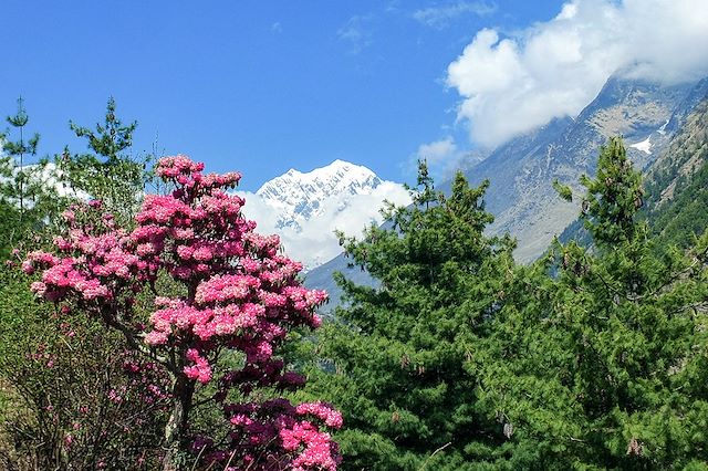 Trek Népal Annapurnas