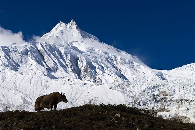 Trek Népal Annapurnas