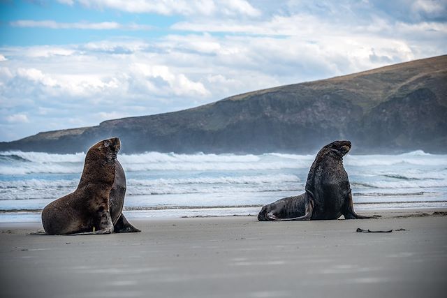 Observation animalière Nouvelle-Zélande