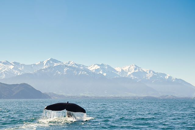 Observation animalière Nouvelle-Zélande