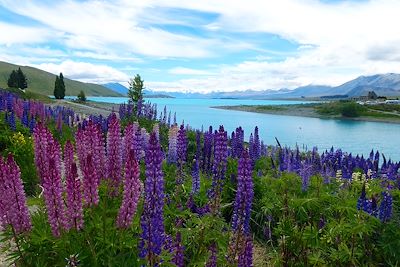 Lupins près du lac Tekapo - Nouvelle Zélande