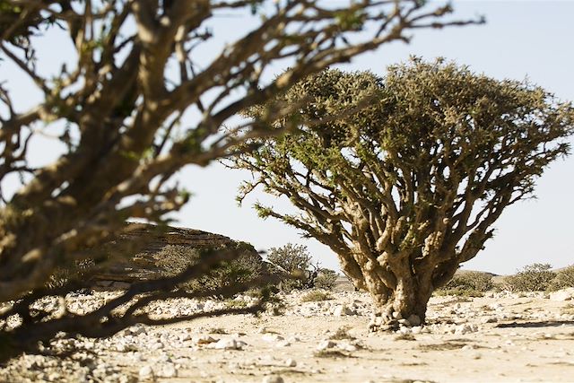 Randonnée Oman Canyon et oasis