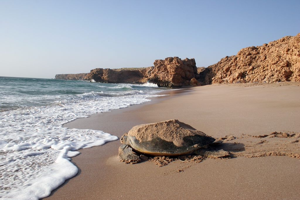 Découverte Oman