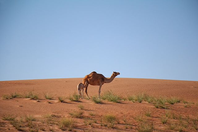 Randonnée Oman Canyon et oasis