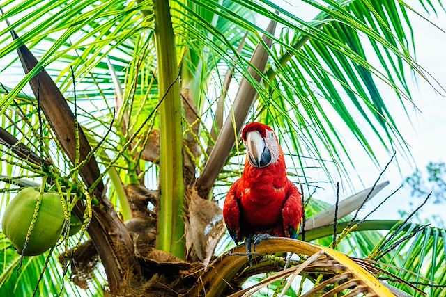 Découverte Panama