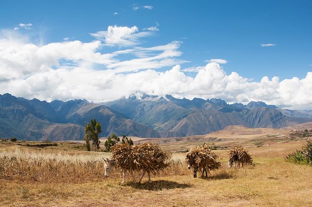 Randonnée Pérou Arequipa et Canyon de Colca