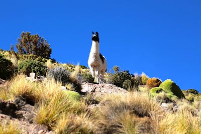 Lama - Sud Lipez - Bolivie